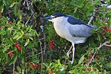 Black-crowned Night-Heron